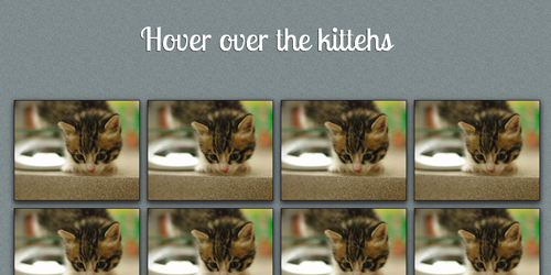 hover-kittens